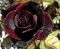 gratia